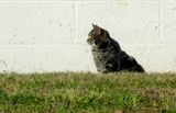 Cat on side of Walmart           IMG_3588.jpg