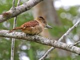 Barred Puffbird