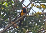 Orange-crowned Oriole