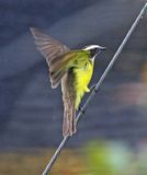 Social Flycatcher