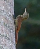 Streak-headed Woodcreeper