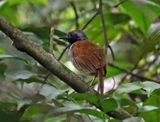 White-bellied Antbird