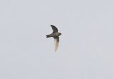 Chestnut-collared Swift