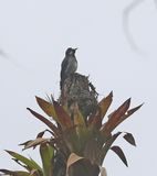 Acorn Woodpecker