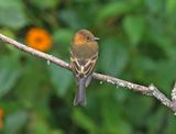 Cinnamon Flycatcher