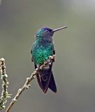 Indigo-capped Hummingbird
