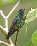 Indigo-capped Hummingbird