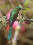 Long-tailed Sylph
