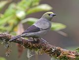 Palm Tanager