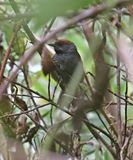 Slaty Spinetail