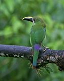 White-throated Toucanet