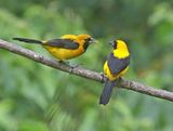 Yellow-backed Oriole