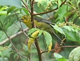 Yellow-headed Brushfinch