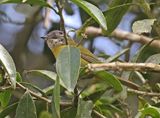 Common Bush-Tanager