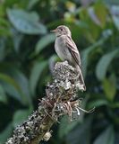 Eastern Wood-Pewee