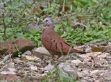 Ruddy Ground-Dove