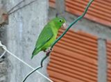 Spectacled Parrotlet