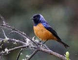 Blue-backed Conebill