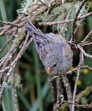 Plain-colored Seedeater