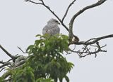Gray-lined Hawk