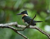 Green Kingfisher