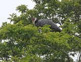 Northern Screamer
