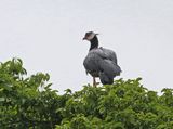 Northern Screamer