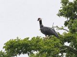 Northern Screamer