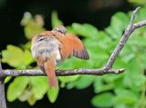 Yellow-chinned Spinetail