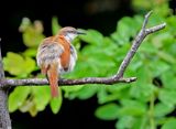 Yellow-chinned Spinetail