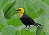 Yellow-hooded Blackbird