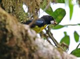 Black-and-gold Tanager