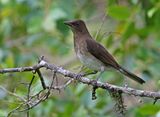 Black-billed Thrush