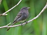 Black Phoebe