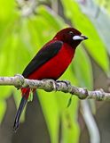 Crimson-backed Tanager