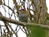 Lanceolated Monklet