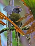 Olive Finch