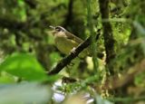 Three-striped Warbler