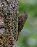 Wedge-billed Woodcreeper