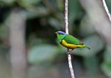Chestnut-bellied Chlorophonia