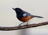 Chestnut-bellied Flowerpiercer