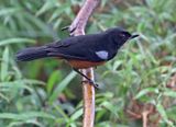 Chestnut-bellied Flowerpiercer