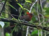 Crested Ant-Tanager