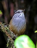 Munchique Wood-Wren