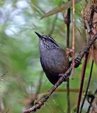 Munchique Wood-Wren