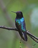 Velvet-purple Coronet