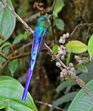 Violet-tailed Sylph
