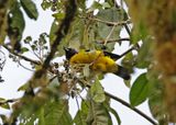 Hooded Mountain-Tanager