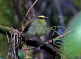 Yellow-bellied Chat-Tyrant