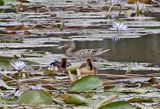 Northern Shoveler